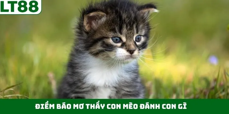 Giải mã giấc mơ thấy con mèo đánh con gì qua từng tình huống Giải mã giấc mơ thấy con mèo đánh con gì qua từng tình huống
