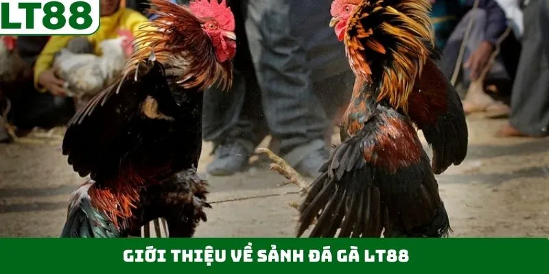 Những thông tin khái quát về đá gà LT88 Những thông tin khái quát về đá gà LT88