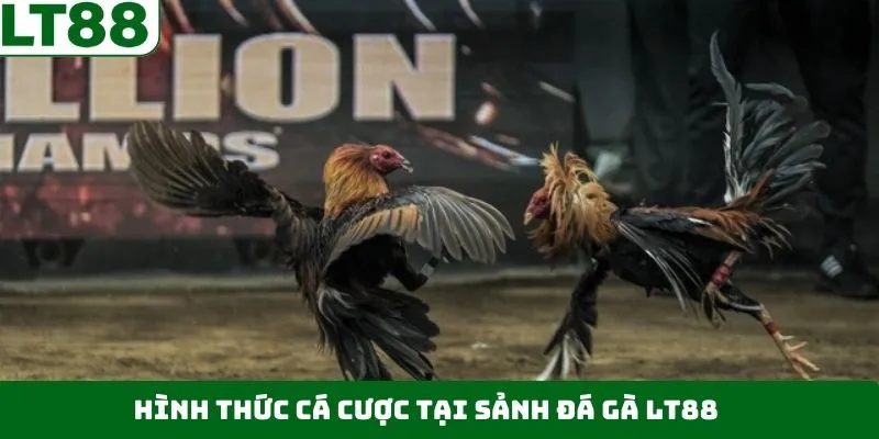 Trải nghiệm đa dạng hình thức đá gà đỉnh cao cùng LT88 Trải nghiệm đa dạng hình thức đá gà đỉnh cao cùng LT88