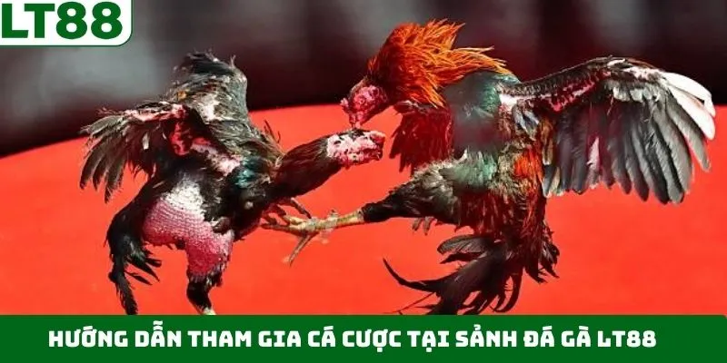 Tham gia cá cược đá gà tại LT88 chỉ với vài bước đơn giản Tham gia cá cược đá gà tại LT88 chỉ với vài bước đơn giản