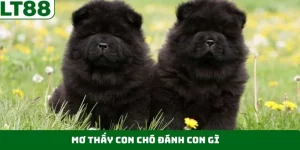 Mơ Thấy Con Chó Đánh Con Gì - Dự Báo Con Số Đổi Vận May