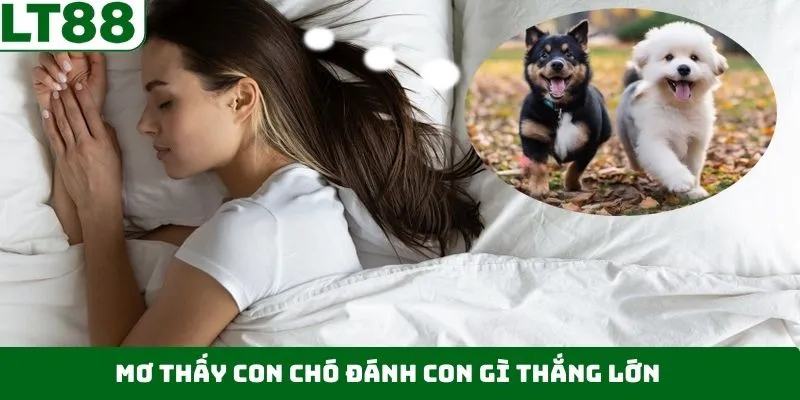 Khám phá các con số may mắn khi mơ thấy chó Khám phá các con số may mắn khi mơ thấy chó