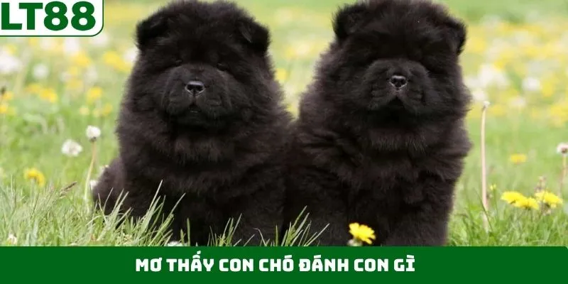 Mơ Thấy Con Chó Đánh Con Gì – Dự Báo Con Số Đổi Vận May