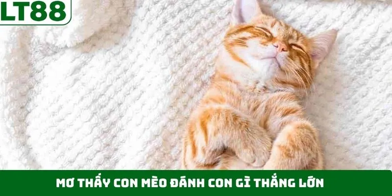 Khi mơ thấy con mèo đánh con gì sao cho dễ dàng thắng lớn Khi mơ thấy con mèo đánh con gì sao cho dễ dàng thắng lớn