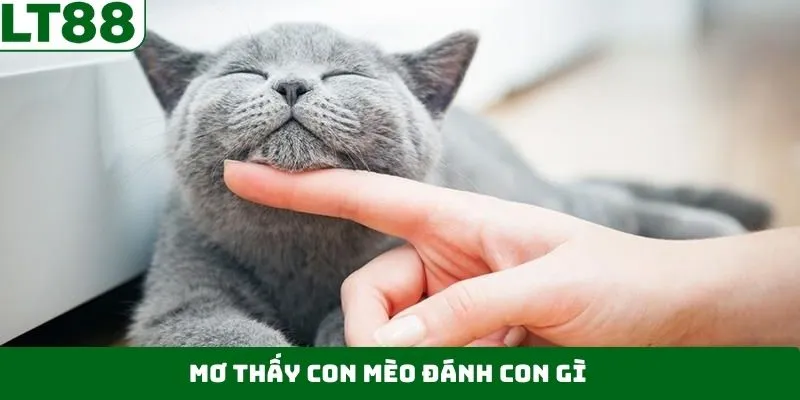 Mơ Thấy Con Mèo Đánh Con Gì – Điềm Báo, Cùng Số May Mắn