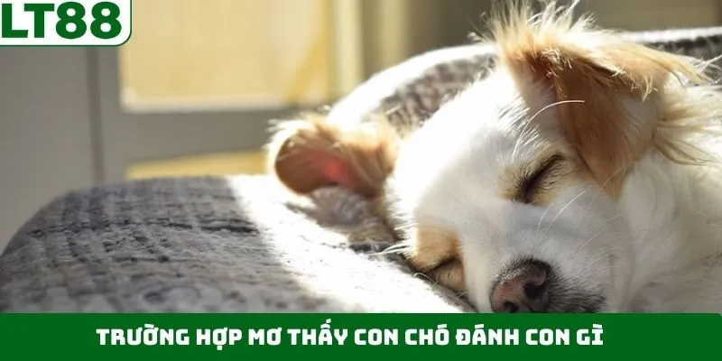Một số trường hợp mơ thấy con chó đánh con gì Một số trường hợp mơ thấy con chó đánh con gì
