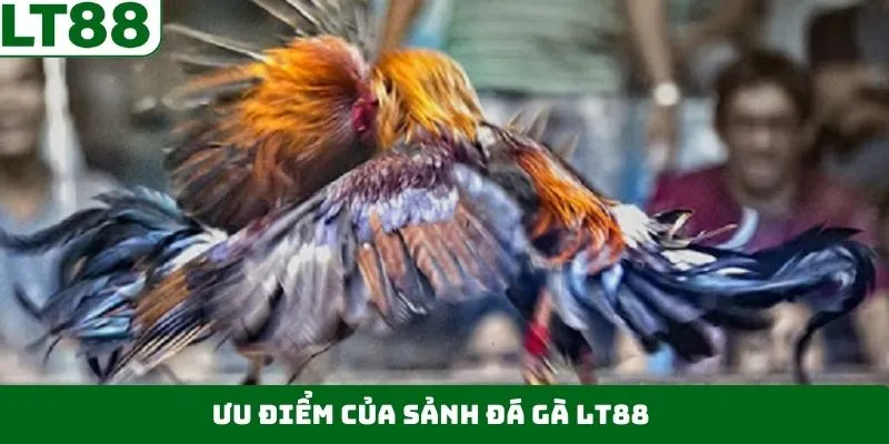 Trải nghiệm đá gà LT88 với quy trình cược siêu nhanh Trải nghiệm đá gà LT88 với quy trình cược siêu nhanh