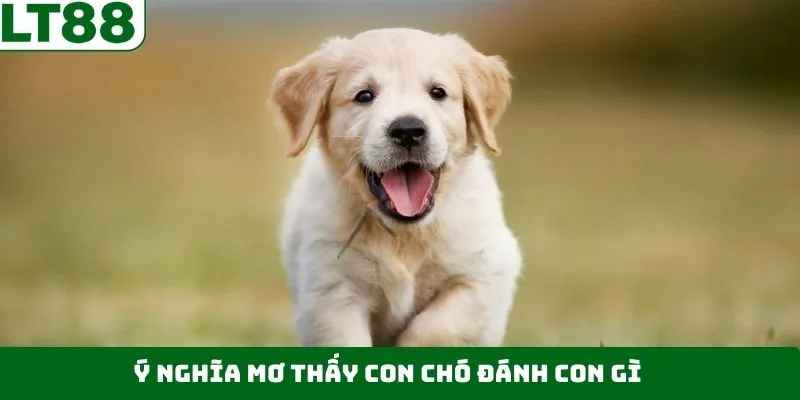 Tìm hiểu giấc mơ thấy con chó nên đánh con gì? Tìm hiểu giấc mơ thấy con chó nên đánh con gì?