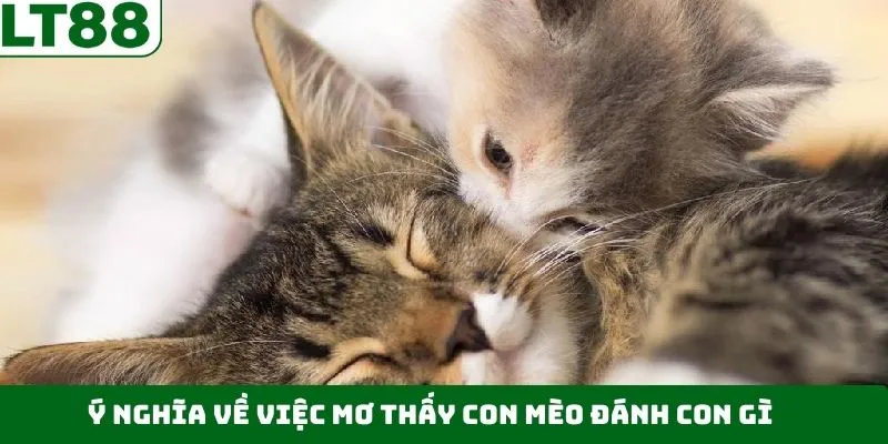 Sơ lược về ý nghĩa của việc khi mơ thấy mèo Sơ lược về ý nghĩa của việc khi mơ thấy mèo
